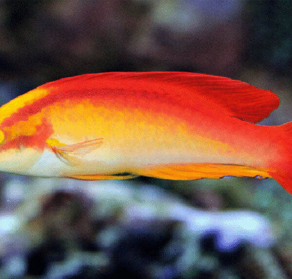 راس فرشته آتشین