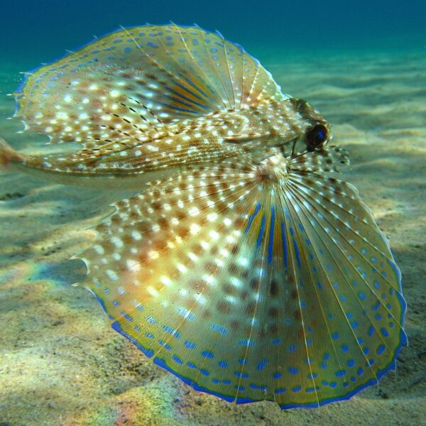 خروسک‌ماهی پرنده