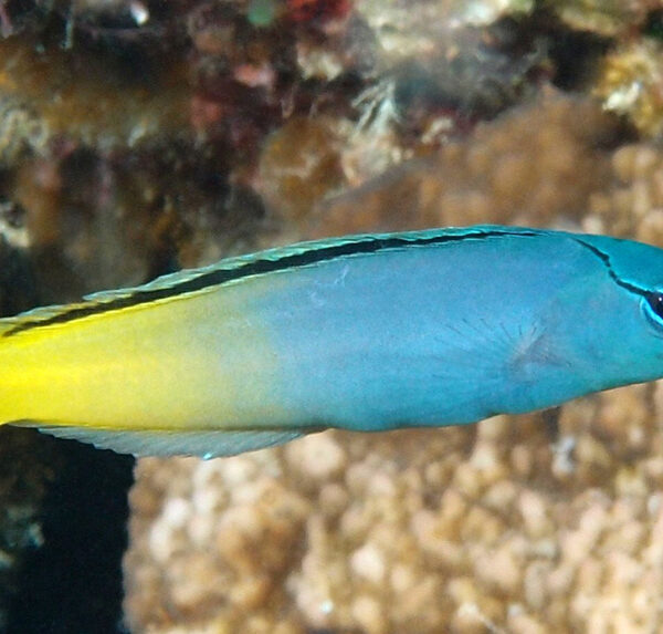 بلنی دم چنگالی