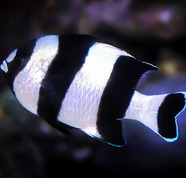 دامسل چهار خط