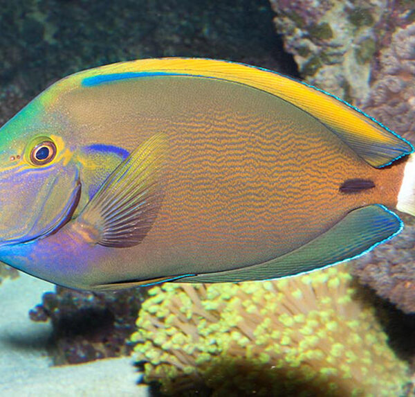 جراح ماهی فاولری