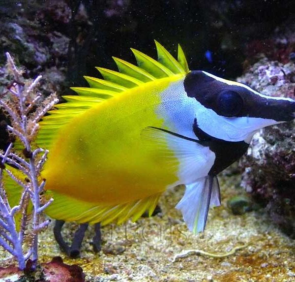 خرگوش ماهی روباه زرد