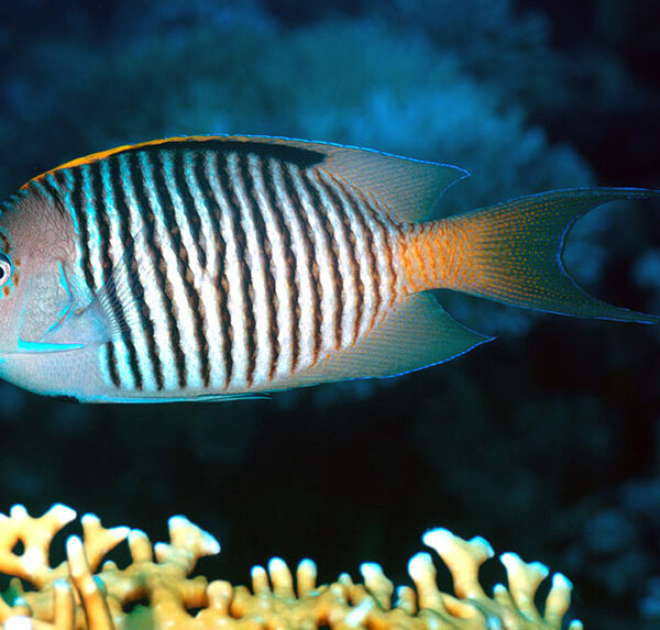 فرشته ماهی دم قیچی ردسی