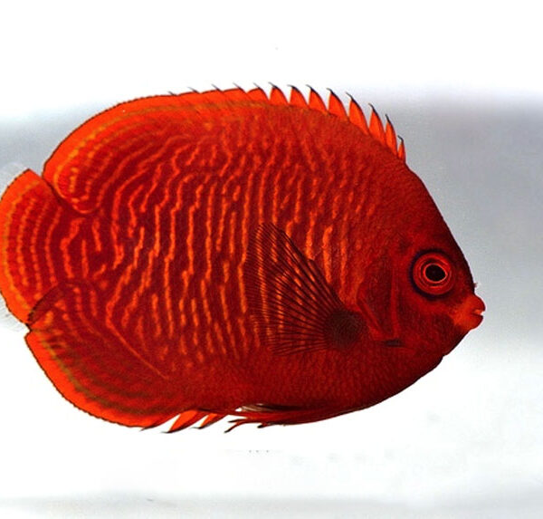 فرشته ماهی طلایی