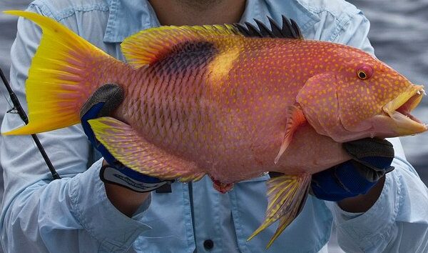 هاگ ماهی زین طلایی