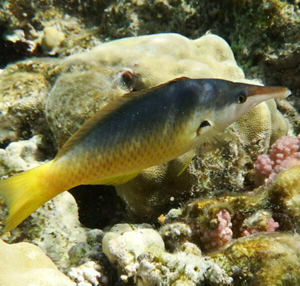 راس منقاردار