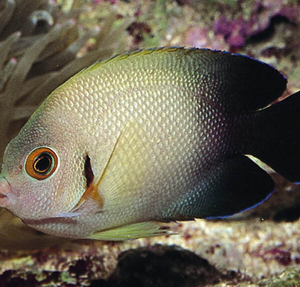 فرشته ماهی ورولیکی