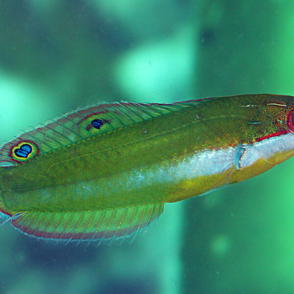 راس براونفیلد