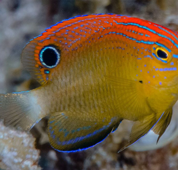 دامسل خالدار