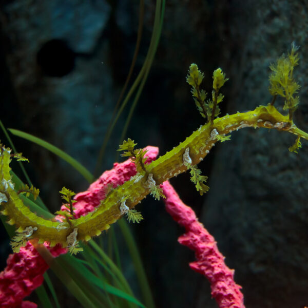 پایپ فیش روبان دار