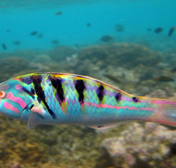 راس تالاسوما شش خط