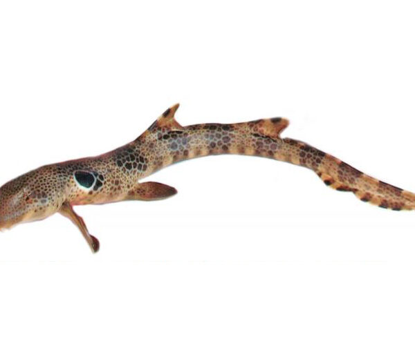 کوسه فرش خالدار