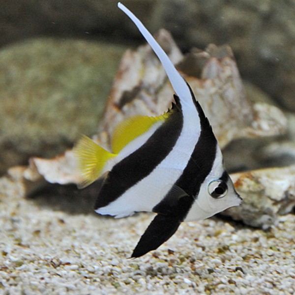 پروانه ماهی آنتن دار