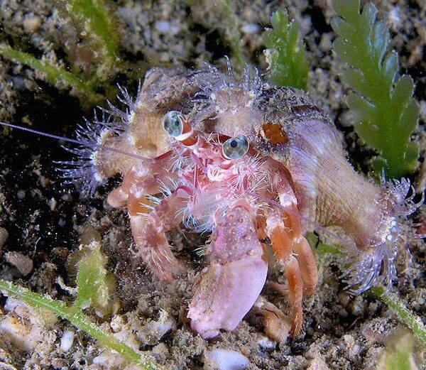 خرچنگ هرمیت شقایق دار