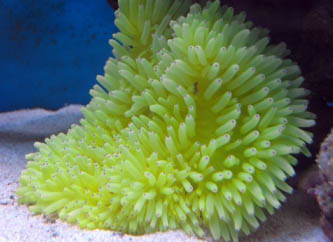 شقایق میله ای زرد