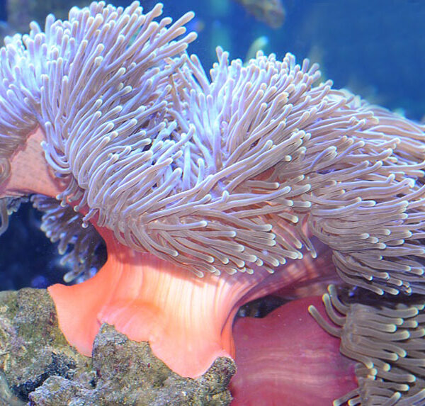 شقایق دریایی مگنیفیکا بنفش