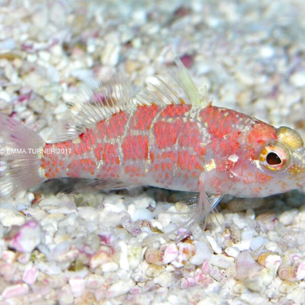 شاهین ماهی قرمز لکه دار