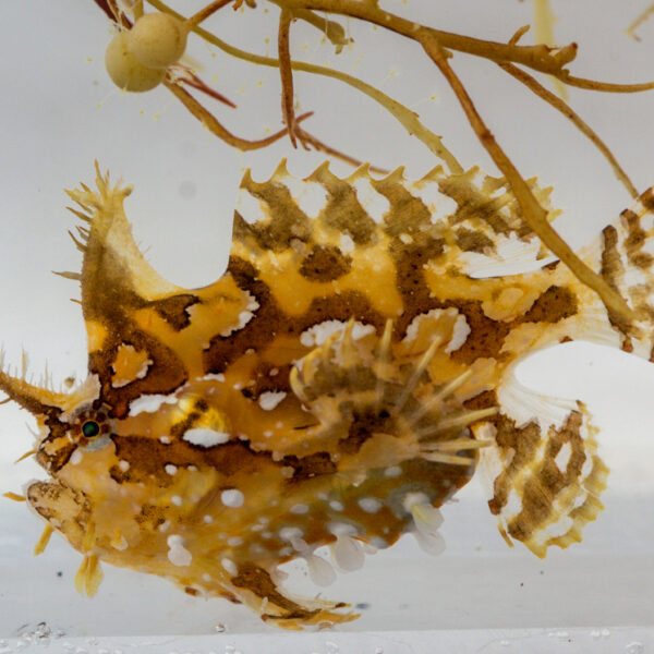 ماهی سارگاسوم