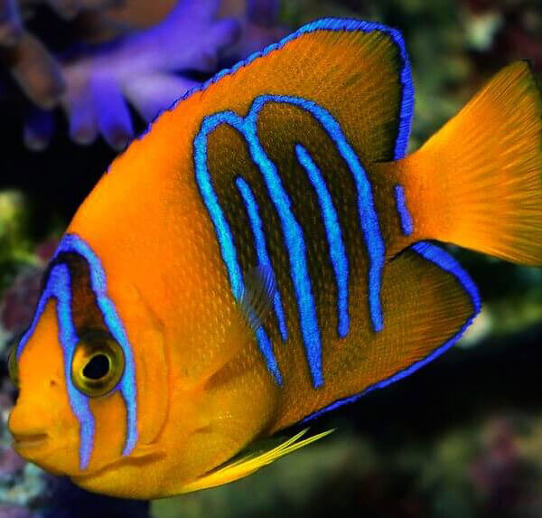 فرشته ماهی کلاریون