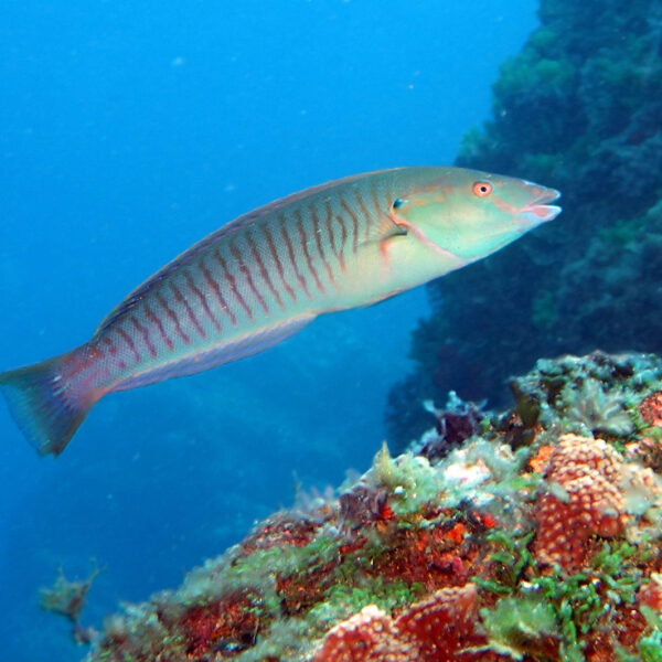 راس ماهی ریز