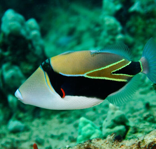 ماشه ماهی مستطیل