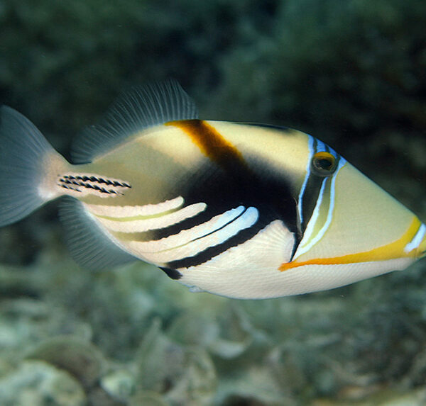 ماشه ماهی پیکاسو