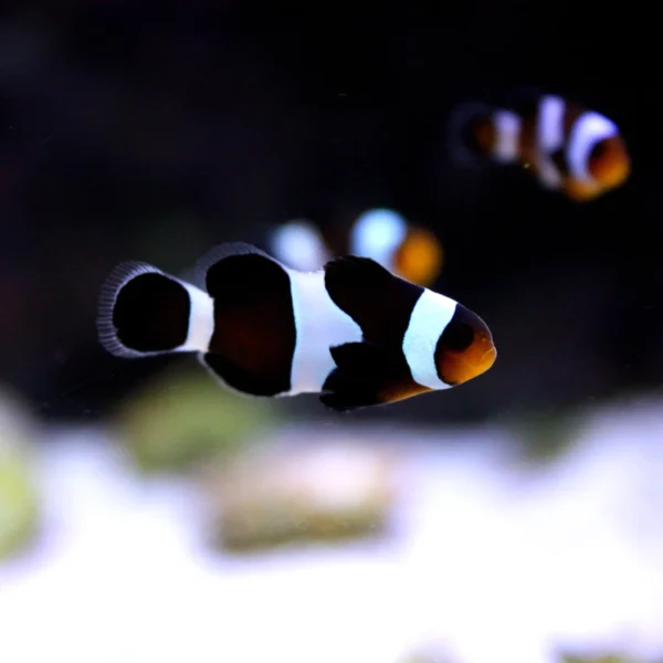 دلقک ماهی اسلاریس مشکی