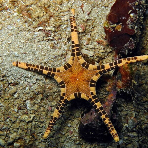 ستاره دریایی استرالیایی