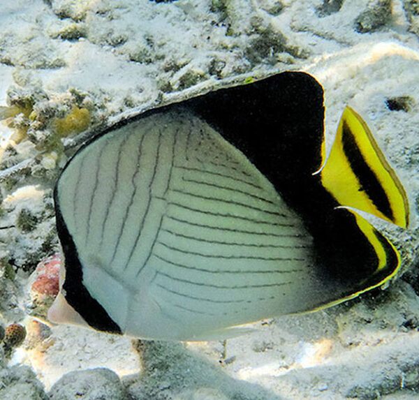 پروانه ولگرد هندی