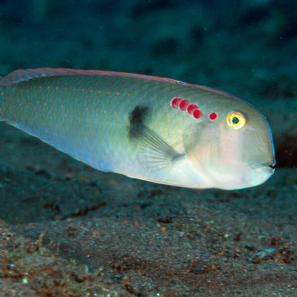 راس پنج انگشته