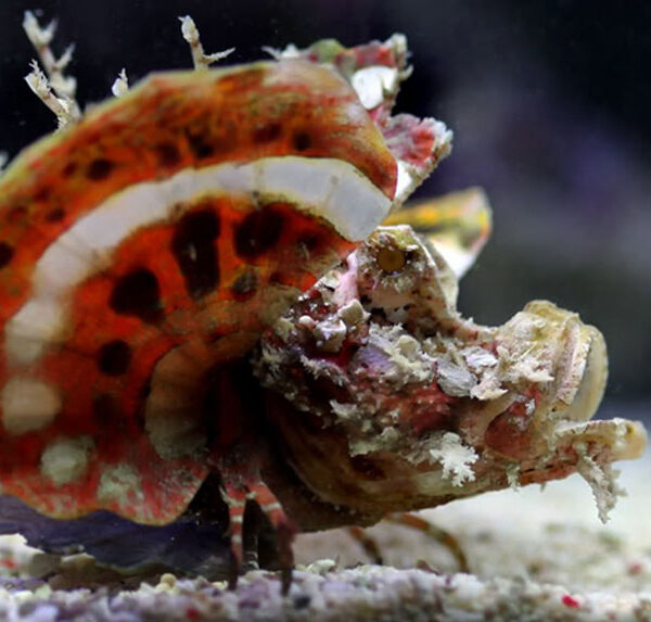 دیو دریایی چشم برآمده