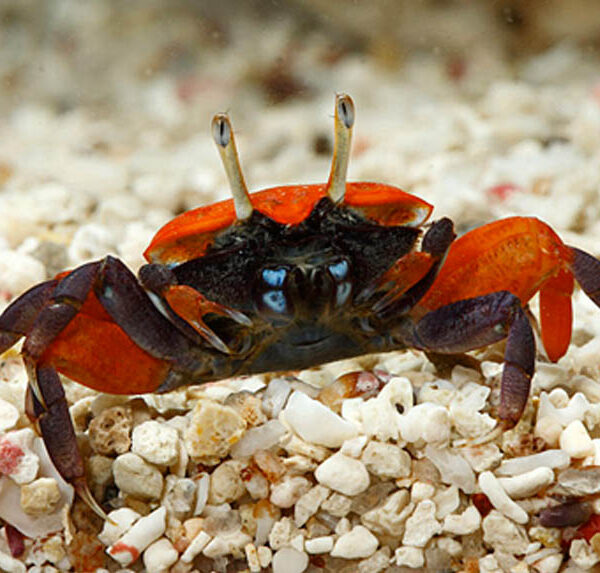 خرچنگ ویالون زن