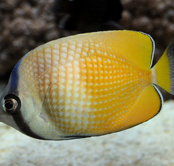 پروانه کلینی