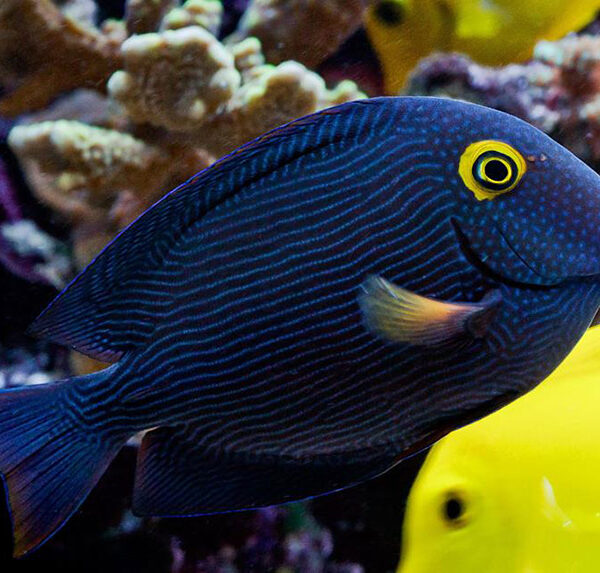 جراح چشم زرد ( کول تانگ)