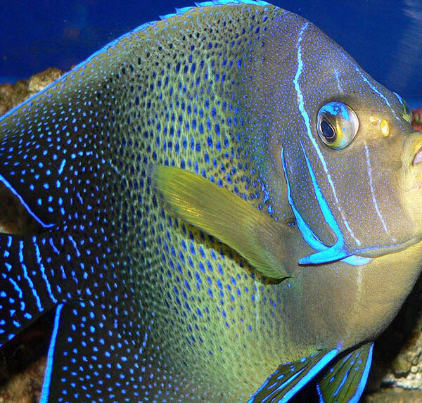 فرشته قرآنی (بالغ)