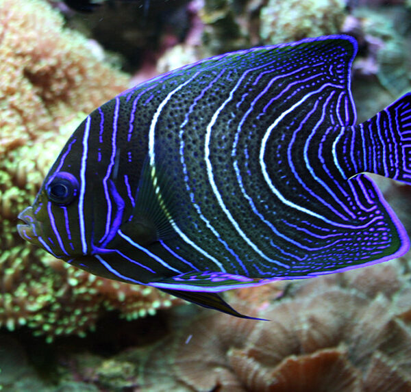 فرشته قرآنی (نیمه بالغ)