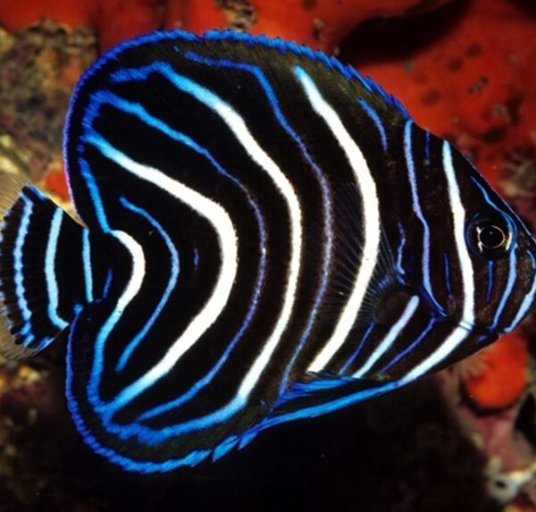 فرشته قرآنی (جوان)