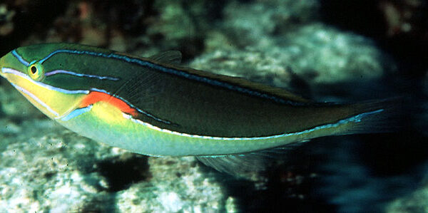 راس شانه قرمز