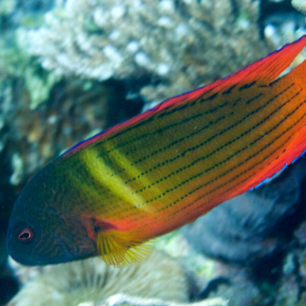 داتی بک پشت نقطه ای دم آتشین