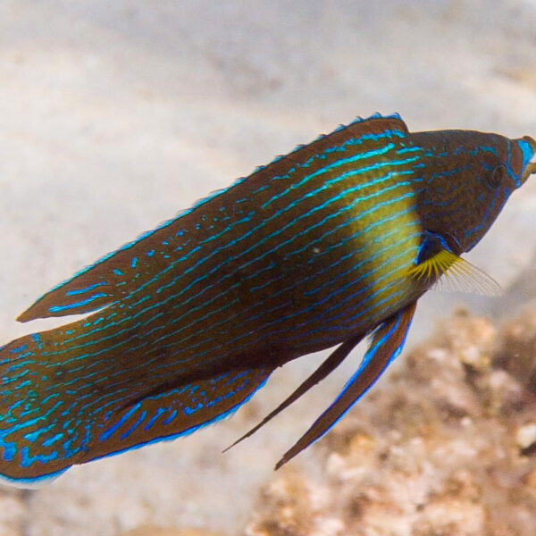 راس ماهی لب لوله ای