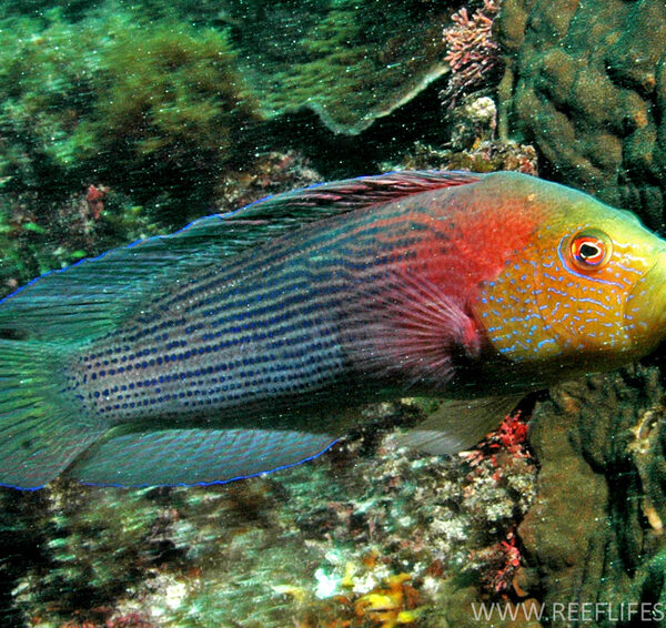 داتی بک خط دار