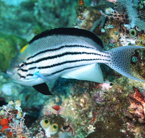 فرشته ماهی لامارک