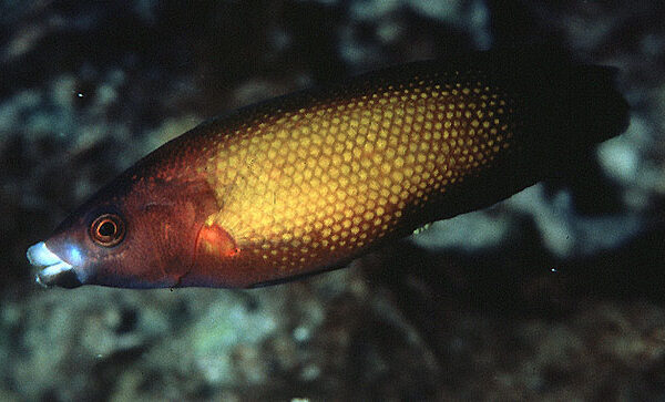 راس پشت زرد