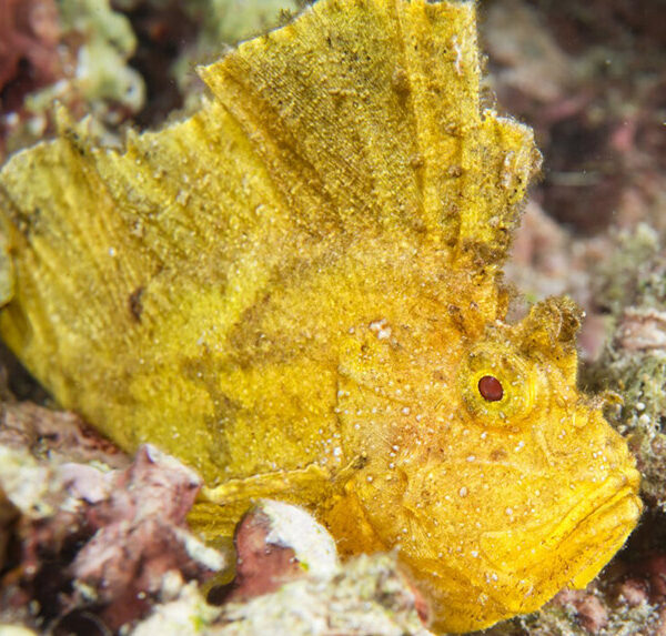 عقرب برگی زرد و قرمز