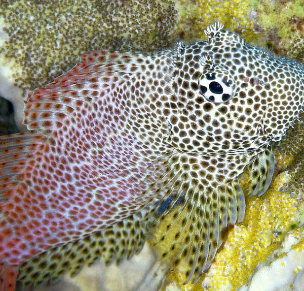 بلنی لئوپارد باله بلند