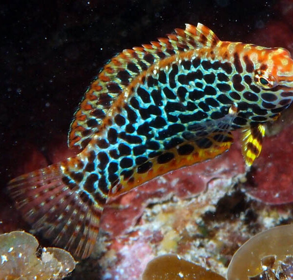 راس لئوپارد