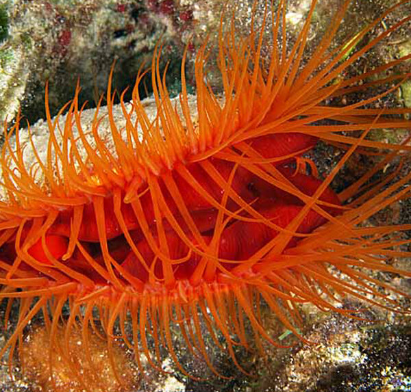 صدف اسکالوپ آتشین