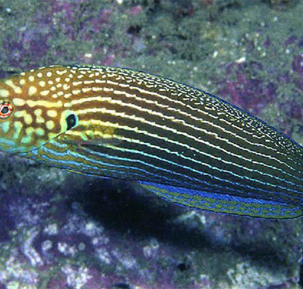 راس تامارین خط دار