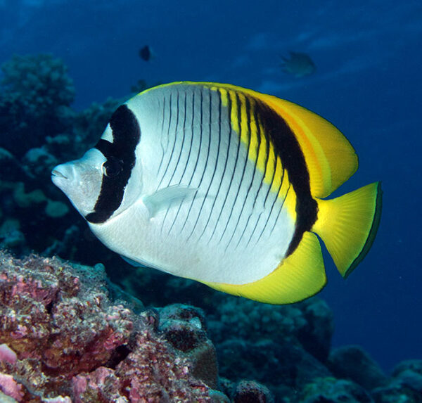 پروانه خط دار