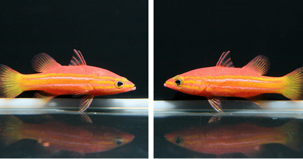 باسلت شفق قطبی